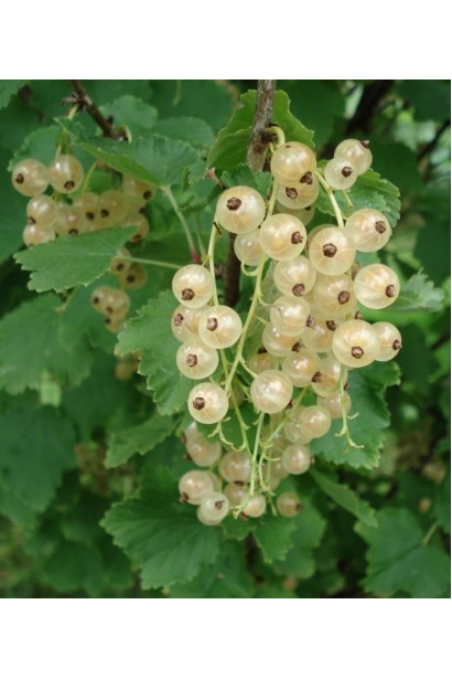 Ribes rubrum Pandora